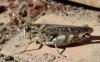 Calliptamus sp.